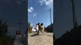 Сбежавшие невесты возвращаются