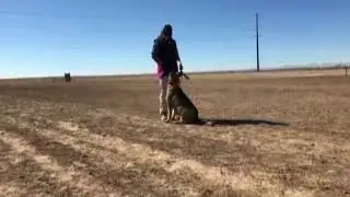 HEXE / Obedience training /
