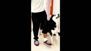 Funny Animal Memes 34