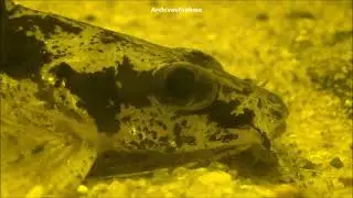 Marmorierter Stachelwels, Chrysichthys ornatus