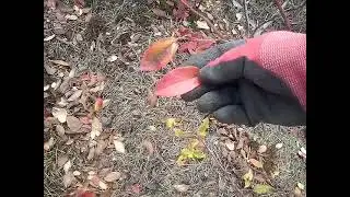 при пересадки голубики рассматриваем её корни и вредителей её корневой