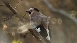 ჩხიკვი Garrulus glandarius  jay Sójka