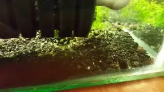 Kribensis yavruları (Baby kribensis)