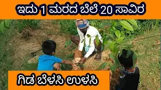ಈ ಗಿಡ 10 ವರ್ಷಕ್ಕೆ 20 ಸಾವಿರ ಒಂದು ಮರ || ISmart Diganth