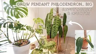 Pendant Philodendron | Complete Care Guide for Philodendron Patriciae
