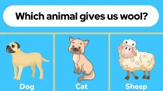 Logical Question Quiz | Image Questions With Answers | Logical Quiz for Kids