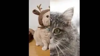 Мое слайд-шоу про котиков