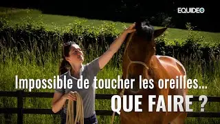 I can't touch my horse's ears!
