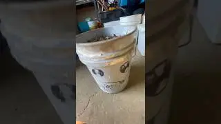Bucket full of copper noodles #scrapmetal #scraplife #copper