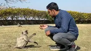 Machine Learning With...... Monkeys 😂😂😂😂😂😂