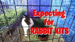 Rabbit Kits Expectancy | tito bern's Rabbitry
