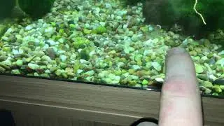 Exciting shrimp saddle sign