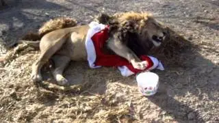 Lazy Lion Ated Santa