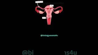 Parts of the Female Reproductive System