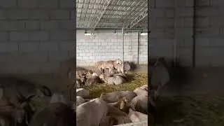 По кличке Длинный.