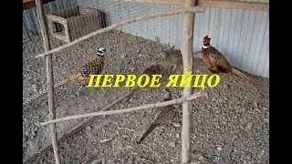 Разведение фазанов