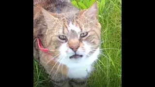Charly the stray cat - Charly le chat errant