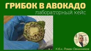 Грибок в авокадо. Показываю, как с помощью микроскопа обнаружил плесневое заражение фрукта
