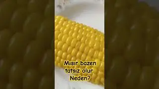 koparılıp hemen haşlanırsa enzimler denatüre olur nişasta oluşmaz #yks  #fyp #tyt #ayt #motivasyon