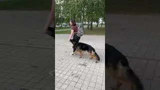 У Дейлорда успехи #дрессировкасобаксолигорск #рекомендации #дрессировкасобак