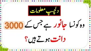 Paheliyan In Urdu, World General Knowledge Questions And Answers, Facts About Animal 3000 Teeth,