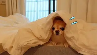 鳴り止まない雷にビビりなチワワ犬がこうなりましたw