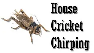 House Cricket Chirping | Bug Making Sound | Insect Making Sound
