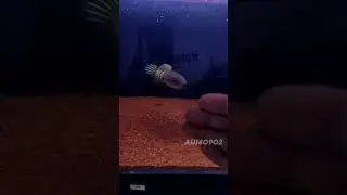 Auranti Istimewa Progress Kontes