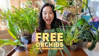 Unboxing FREE orchids from Facebook marketplace!