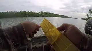 Udang Galah Kuala Selangor