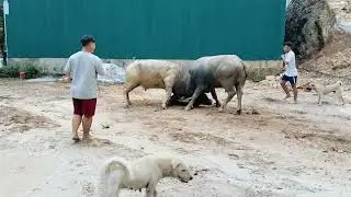 kết em nào alo nhé. 0941934704
