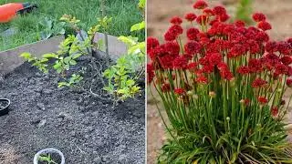 Ракушняк в  дизайні саду//Висаджую вербаскум та армерію
