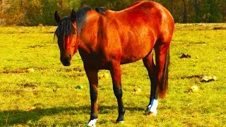 How horses 🐴 eat pumpkins 😊