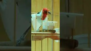 galo de campina