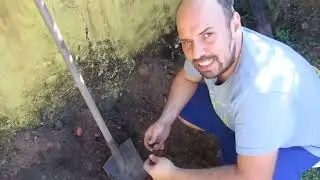 Enterre estes restos no solo, e veja adubação natural maravilhosa fazer efeito em dias!