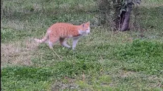 ÜÇ BACAKLI KEDİ 🙀