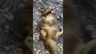 Утренние умывалки после плотного завтрака😻 #алиса #кошки #cat