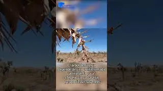 El Árbol de Joshua
