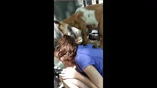 Baby Goat Jumps on the back of surprised girl and eats her hair!!