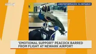 No One Expected This Service Animal at Newark Airport