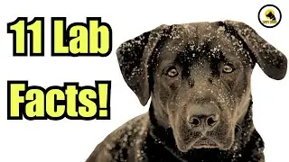 "The Ultimate Guide to Labrador Retriever: Everything You Need to Know!"