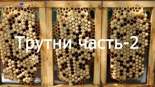 Трутни.Часть-3.