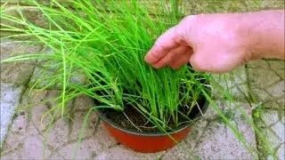 How to Grow Chives in a Pot