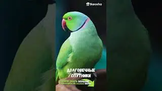 #Shorts 🌟 Почему Ожереловые Попугаи 🌟 идеальные домашние питомцы 🌟