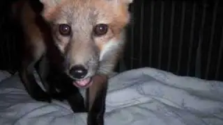 More in the life of Tod the Fox!