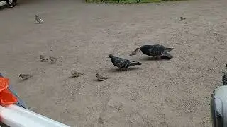 2024.30.05 - Воробушки