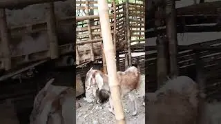 success sheep farm! ভেড়ার খামার! #farming