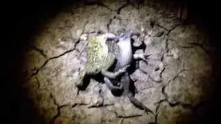 Лягушки занимаются сексом / Frogs have sex