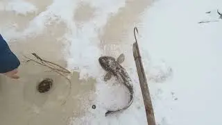 Проверка  перемёта  на  живца..и  жерлицы  с  флажками.