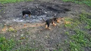 Щенки Беларускага ганчака